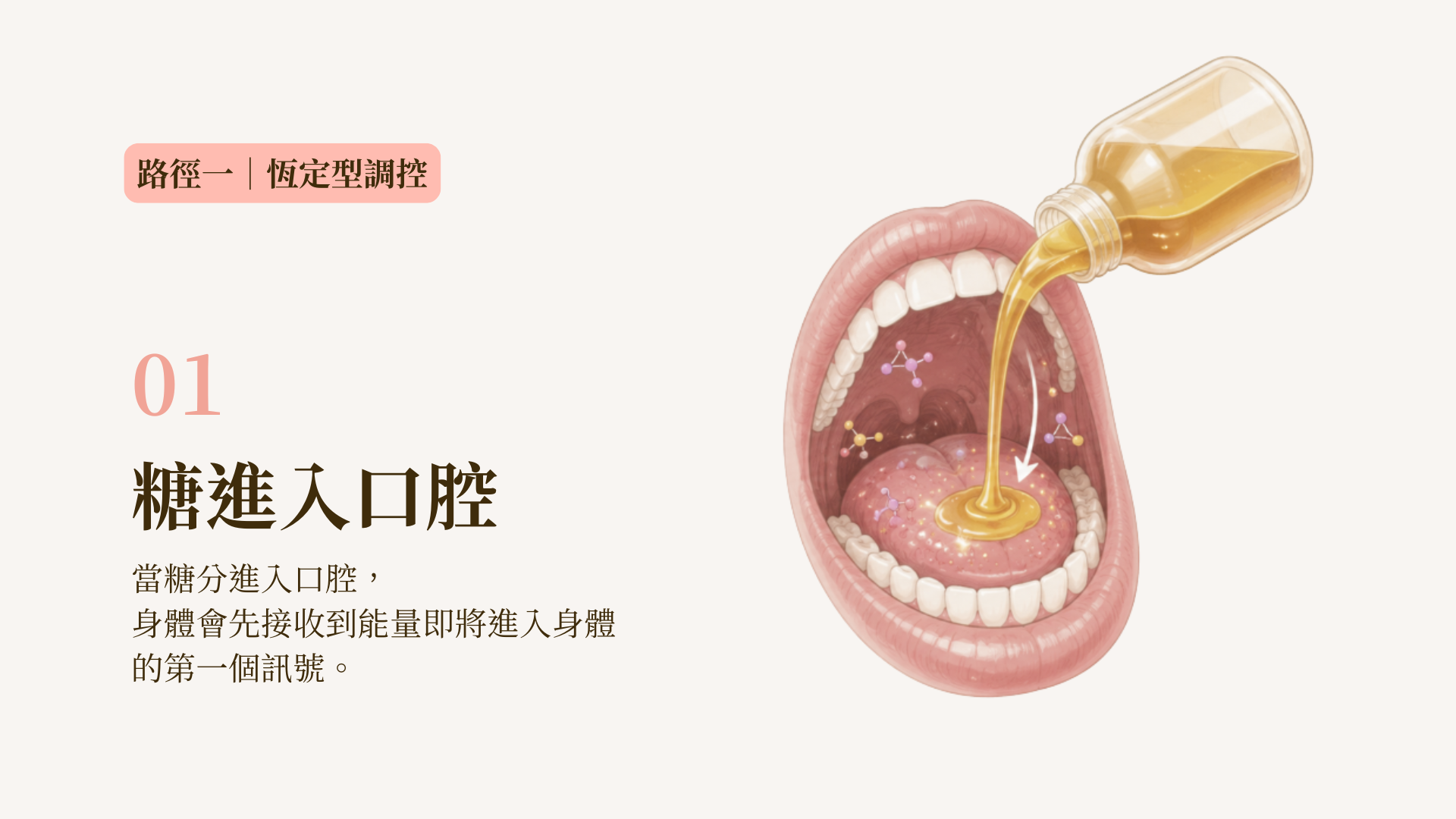 吃糖的人體獎勵機制路線圖1