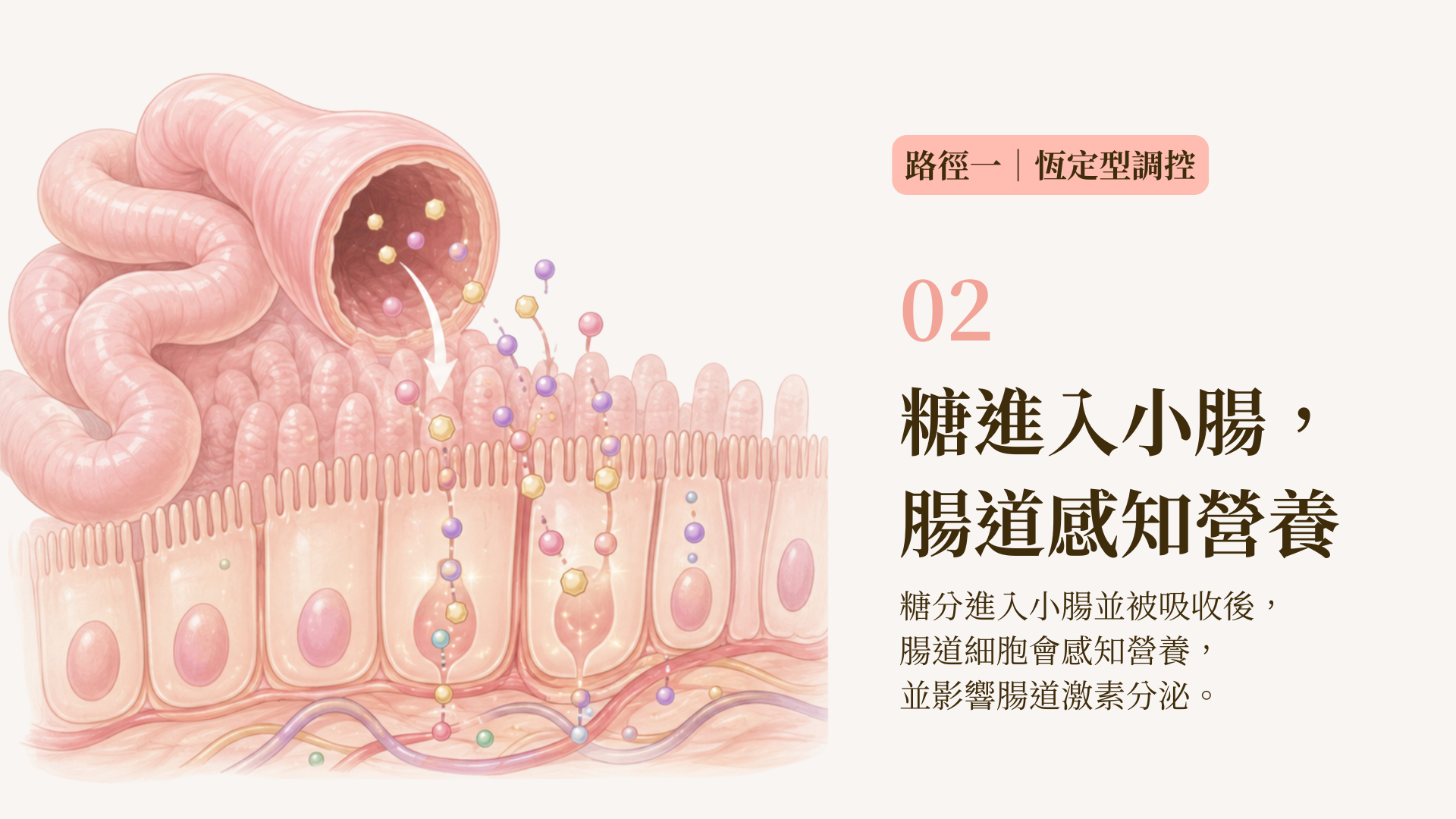 吃糖的人體獎勵機制路線圖2
