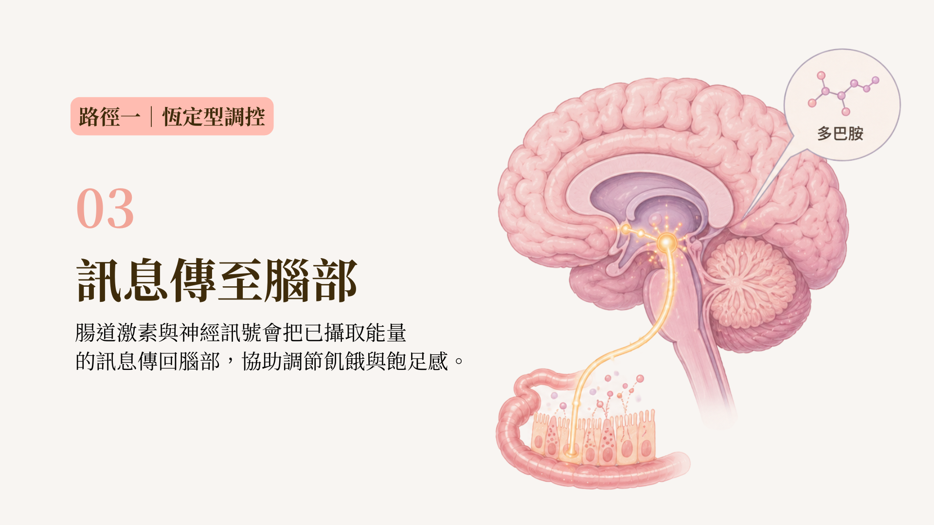 吃糖的人體獎勵機制路線圖3