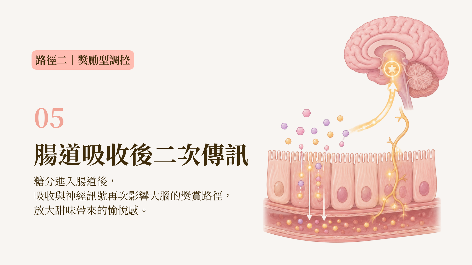 吃糖的人體獎勵機制路線圖5