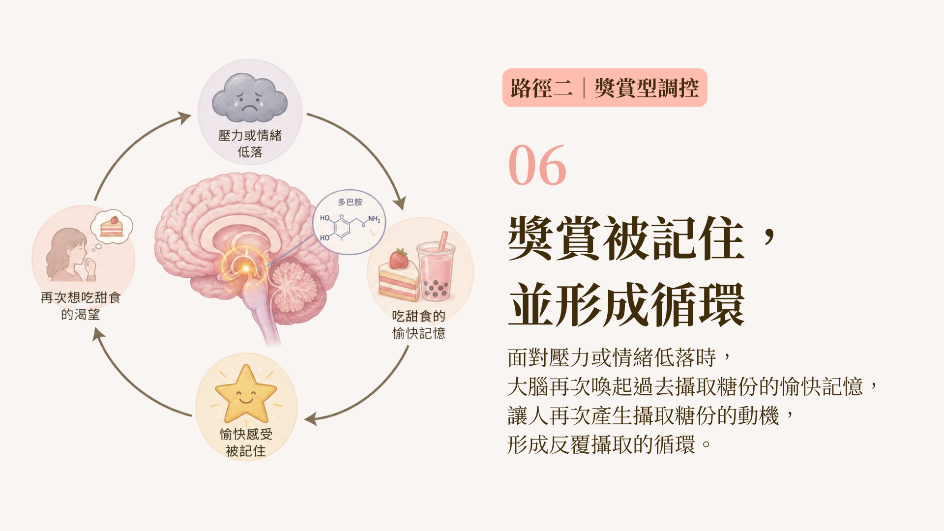 吃糖的人體獎勵機制路線圖6